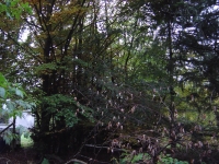  That mass of growth is an an overgrown beech hedge which we've been asked to 